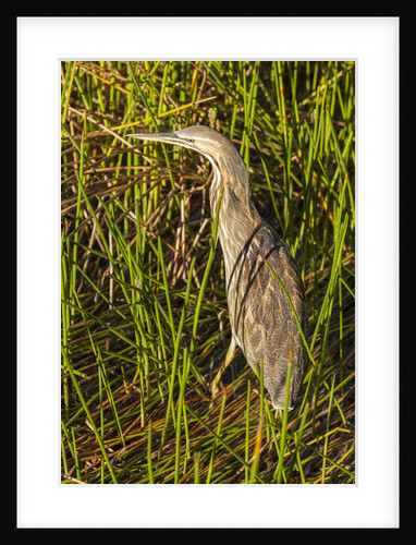 Brown Herron Wakodahatchee Wetlands by Anonymous