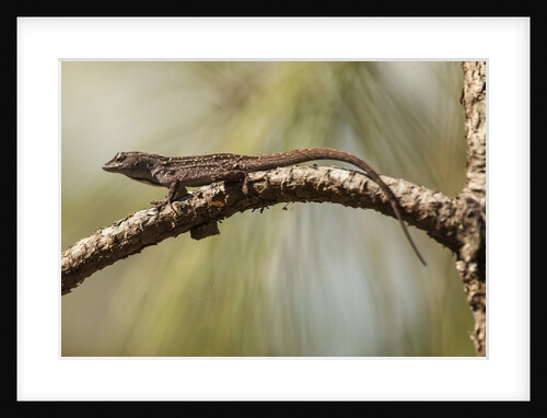 Brown anole lizard by Anonymous