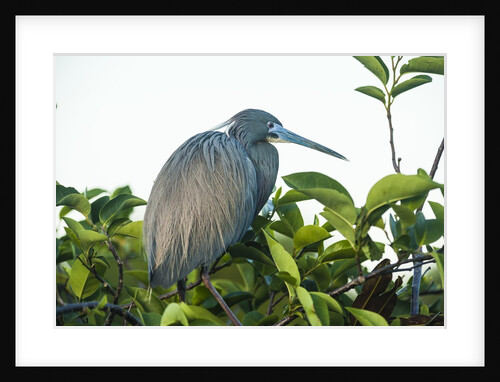 Little Blue Heron in tree by Anonymous