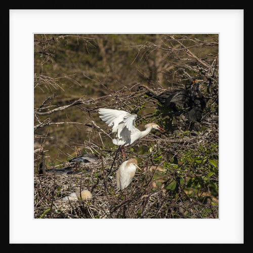 Cattle Egret with chicks at Wakodahatchee Wetlands. by Anonymous