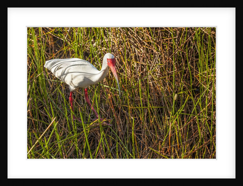 American White Ibis by Anonymous