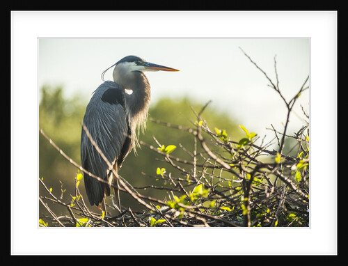 Great Blue Heron (Ardea herodias) bird by Anonymous