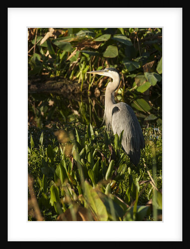Brown Herron (Botauras lentiginosus) by Anonymous