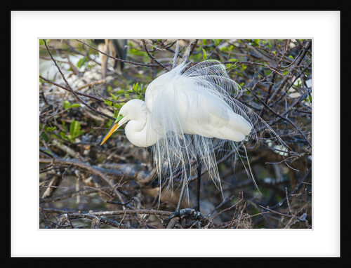 Great White Egret at the Wakodahatchee Wetlands by Anonymous