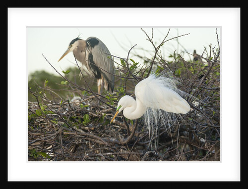 Great Blue Heron and Great White Egret by Anonymous