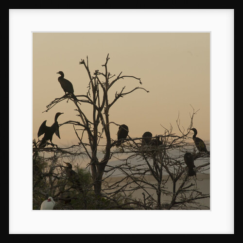 Cormorant silhouettes in a tree at the Wakodahatchee Wetlands by Anonymous