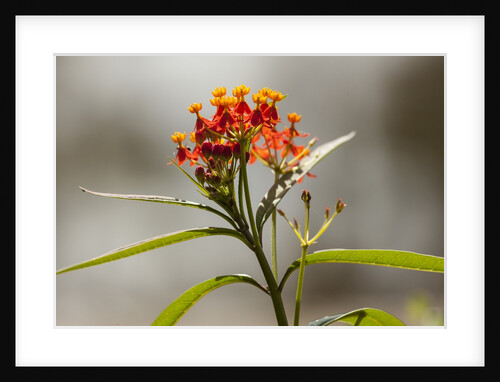 West Indian lantana flowers by Anonymous