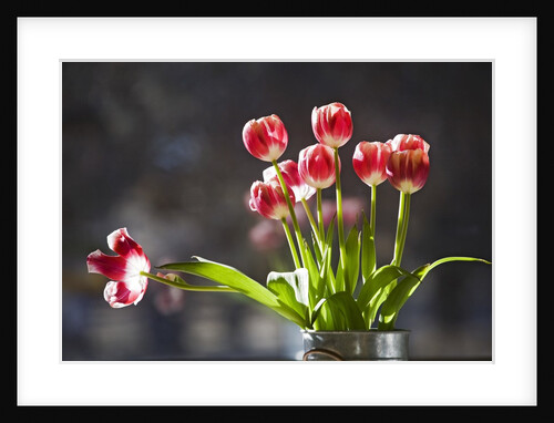 A vase of red and white tulips sitting in a window in the sunshine by Anonymous