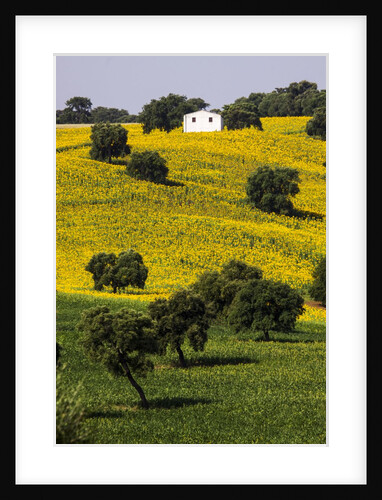 Small White House in Hillside in Sunflower and Oak Tree by Anonymous