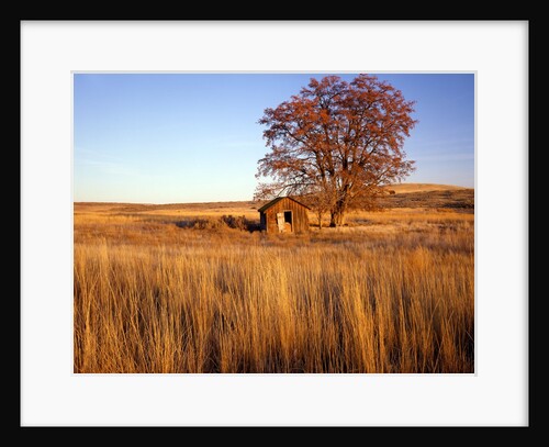 Shed and locust tree in evening light by Anonymous