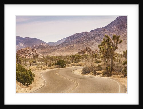 Curving Road in Joshua Tree National Park by Anonymous