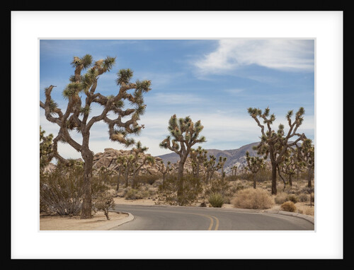 Joshua Tree National Park by Anonymous
