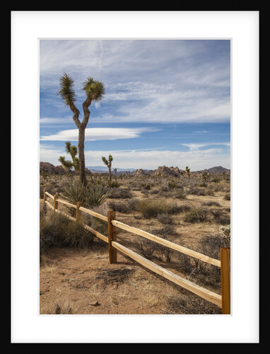 Joshua Tree National Park by Anonymous