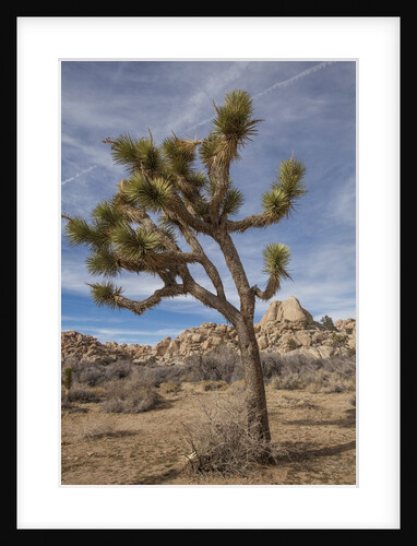 Joshua Tree National Park by Anonymous