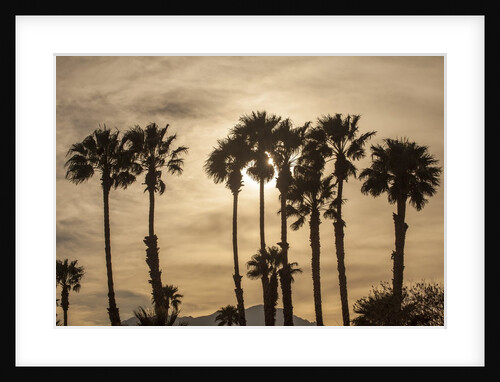 California Fan Palms by Anonymous