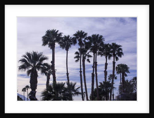 California Fan Palms by Anonymous