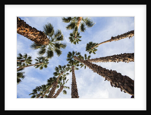 California Fan Palms by Anonymous