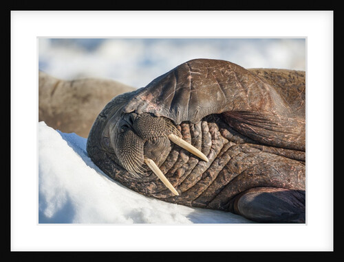 Walrus on Sea Ice, Hudson Bay, Nunavut, Canada by Anonymous