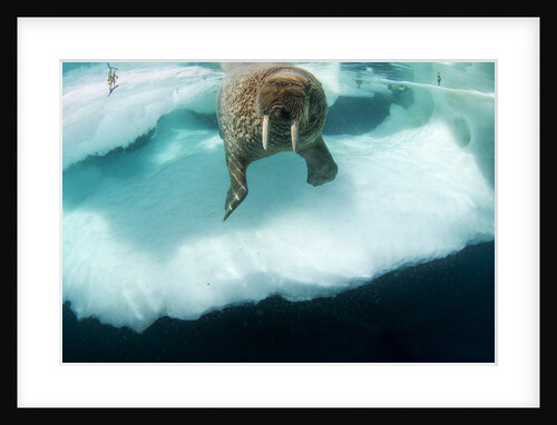 Underwater View of Walrus, Hudson Bay, Nunavut, Canada by Anonymous