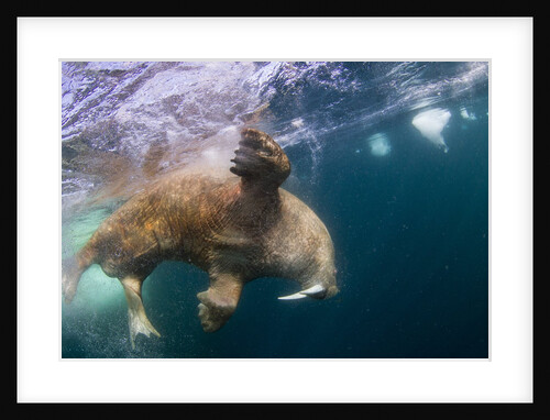 Underwater Walrus, Hudson Bay, Nunavut, Canada by Anonymous