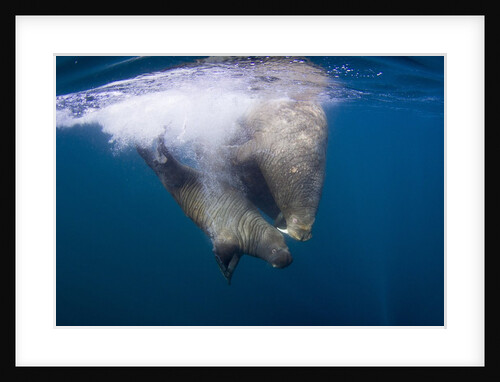 Underwater Walrus, Hudson Bay, Nunavut, Canada by Anonymous