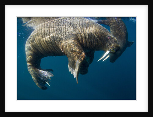 Walrus, Hudson Bay, Nunavut, Canada by Anonymous