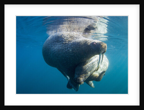 Underwater Walrus, Hudson Bay, Nunavut, Canada by Anonymous