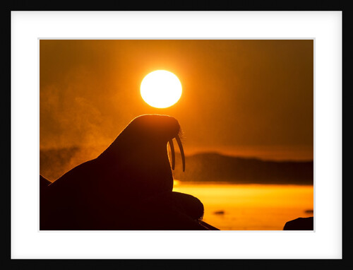 Walrus on Ice, Hudson Bay, Nunavut, Canada by Anonymous