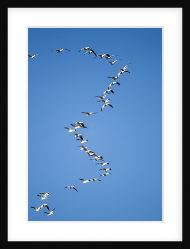 Snow Geese, New Mexico by Anonymous