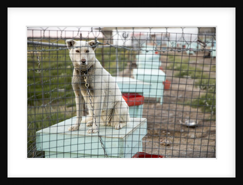 Sled Dog, Rankin Inlet, Nunavut, Canada by Anonymous