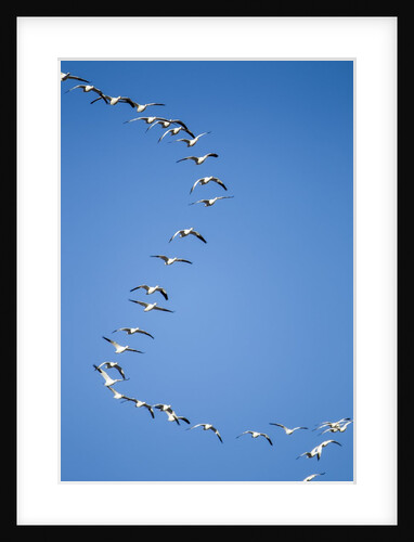 Snow Geese, New Mexico by Anonymous