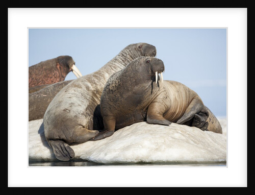 Walrus Herd on Ice, Hudson Bay, Nunavut, Canada by Anonymous