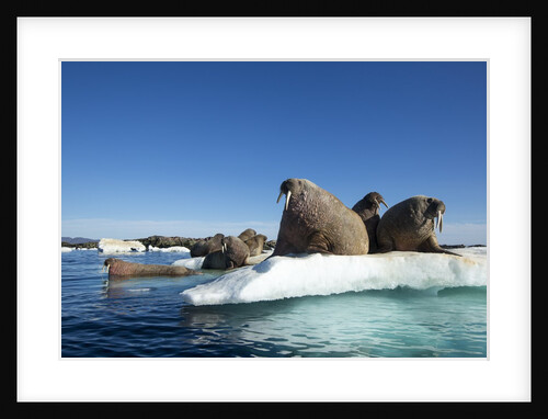 Walrus Herd on Ice, Hudson Bay, Nunavut, Canada by Anonymous