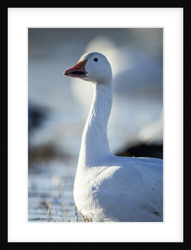 Snow Geese, New Mexico by Anonymous