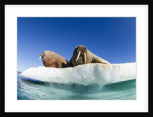 Walrus Herd on Ice, Hudson Bay, Nunavut, Canada by Anonymous