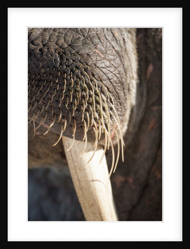 Walrus Whiskers and Tusk, Hudson Bay, Nunavut, Canada by Anonymous