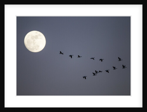 Snow Geese and Full Moon, New Mexico by Anonymous