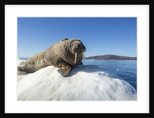 Walrus on Ice, Hudson Bay, Nunavut, Canada by Anonymous