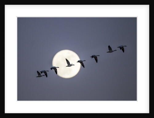 Snow Geese and Full Moon, New Mexico by Anonymous