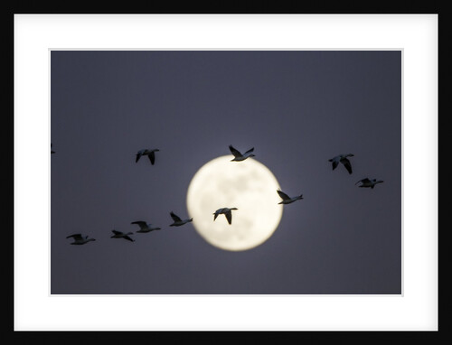 Snow Geese and Full Moon, New Mexico by Anonymous