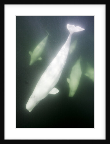Underwater Beluga Whales, Hudson Bay, Canada by Anonymous