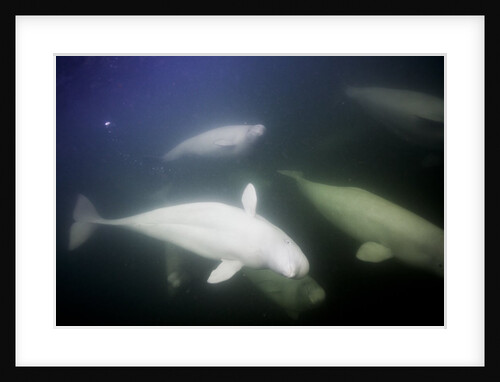Underwater Beluga Whales, Hudson Bay, Canada by Anonymous