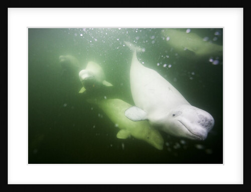 Underwater Beluga Whales, Hudson Bay, Canada by Anonymous