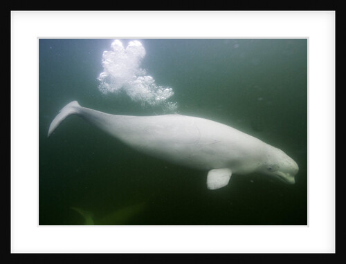 Underwater Beluga Whale, Hudson Bay, Canada by Anonymous