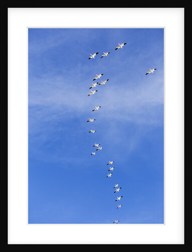 Snow Geese, New Mexico by Anonymous