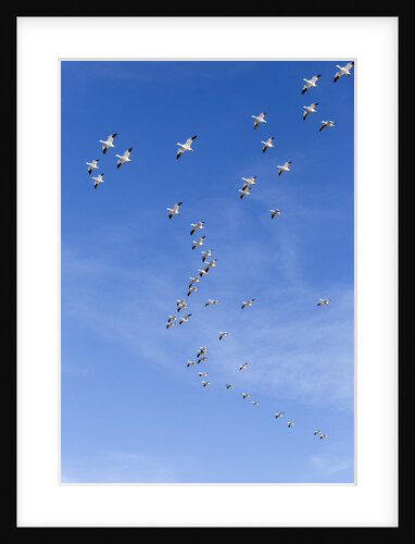 Snow Geese, New Mexico by Anonymous