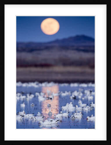 Snow Geese and Full Moon, New Mexico by Anonymous