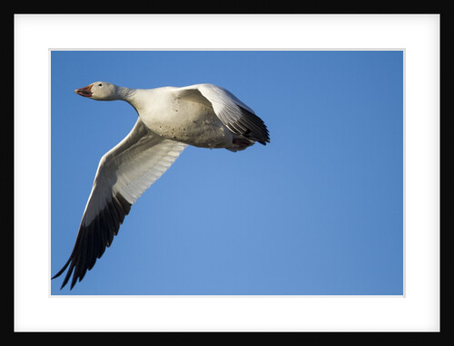 Snow Goose, Bosque del Apache, New Mexico by Anonymous