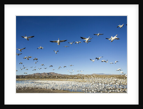 Snow Geese, Bosque del Apache, New Mexico by Anonymous