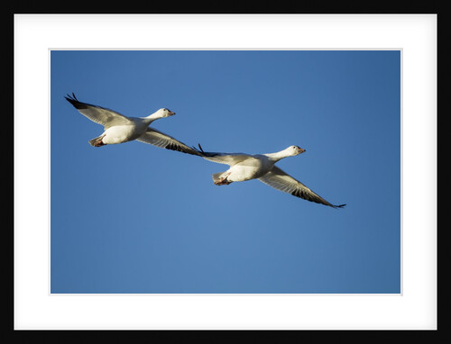 Snow Geese, Bosque del Apache, New Mexico by Anonymous